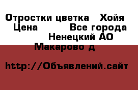 Отростки цветка  “Хойя“ › Цена ­ 300 - Все города  »    . Ненецкий АО,Макарово д.